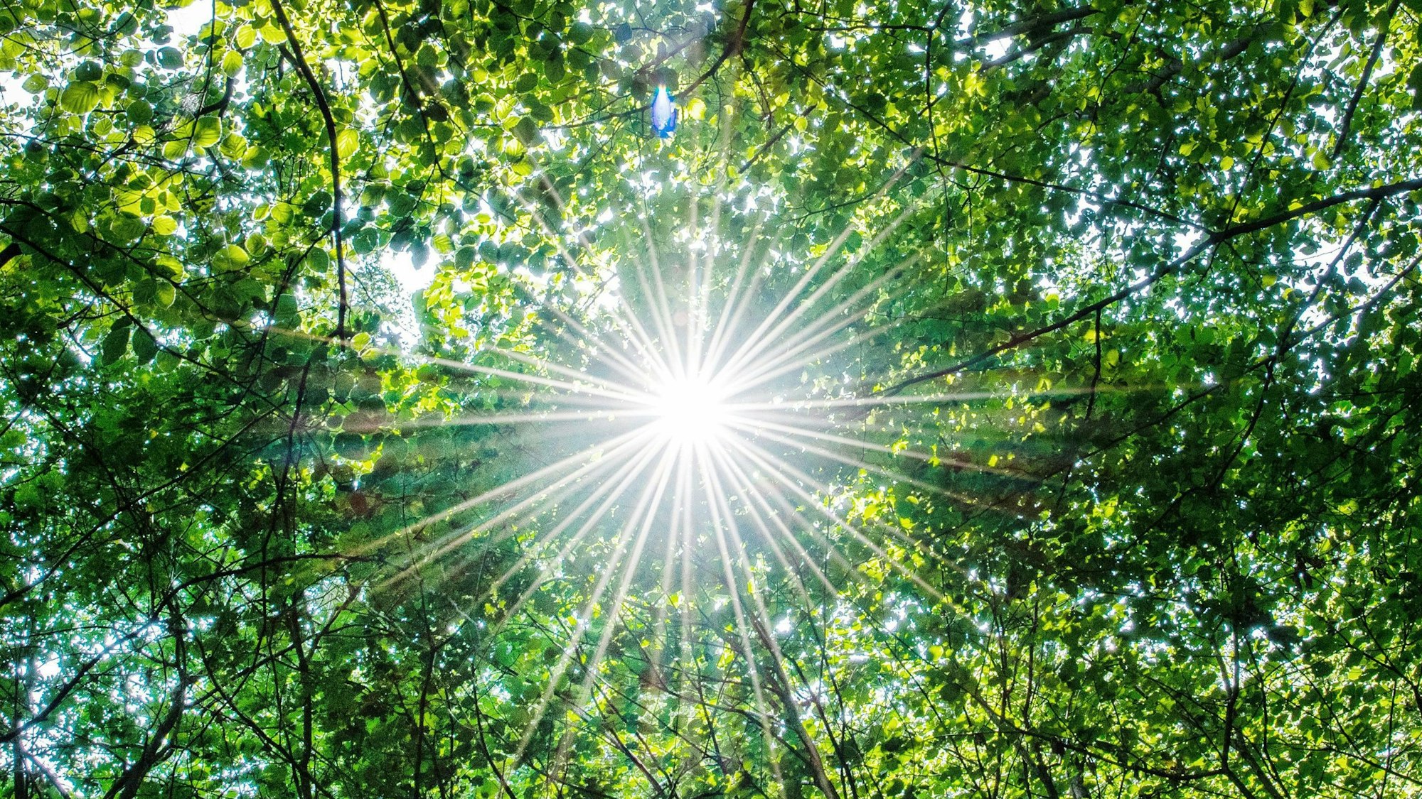 Die Sonne scheint in einem Wald durch die Blätter von Buchen