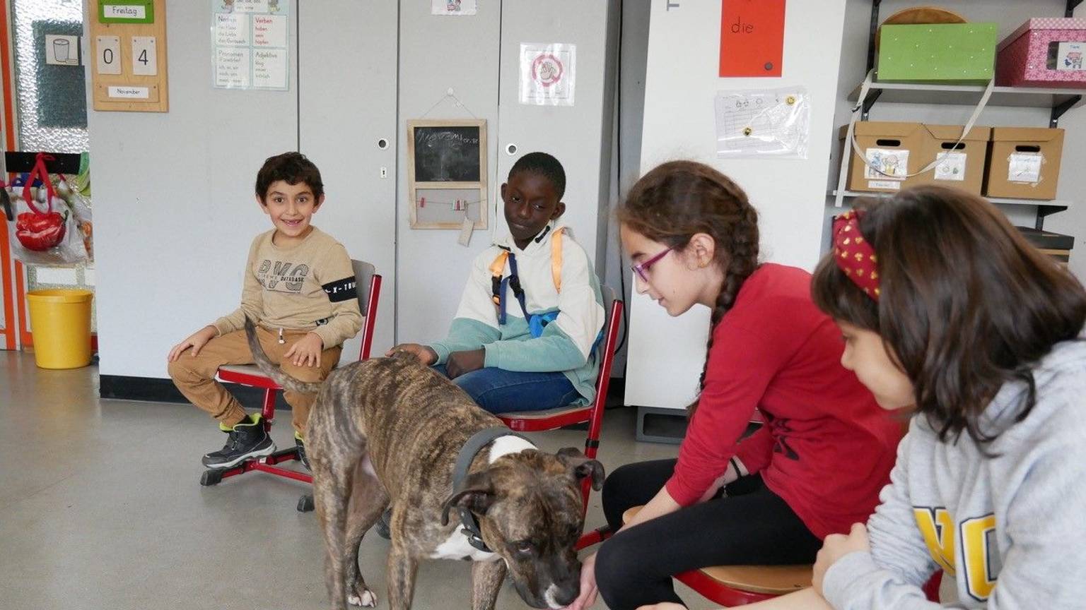 Vier Grundschüler sitzen im Stuhlkreis, der American-Staffordshire-Terrier-Mischling Merlin läuft von Kind zu Kind, um seine Leckerlies zu ekommen.