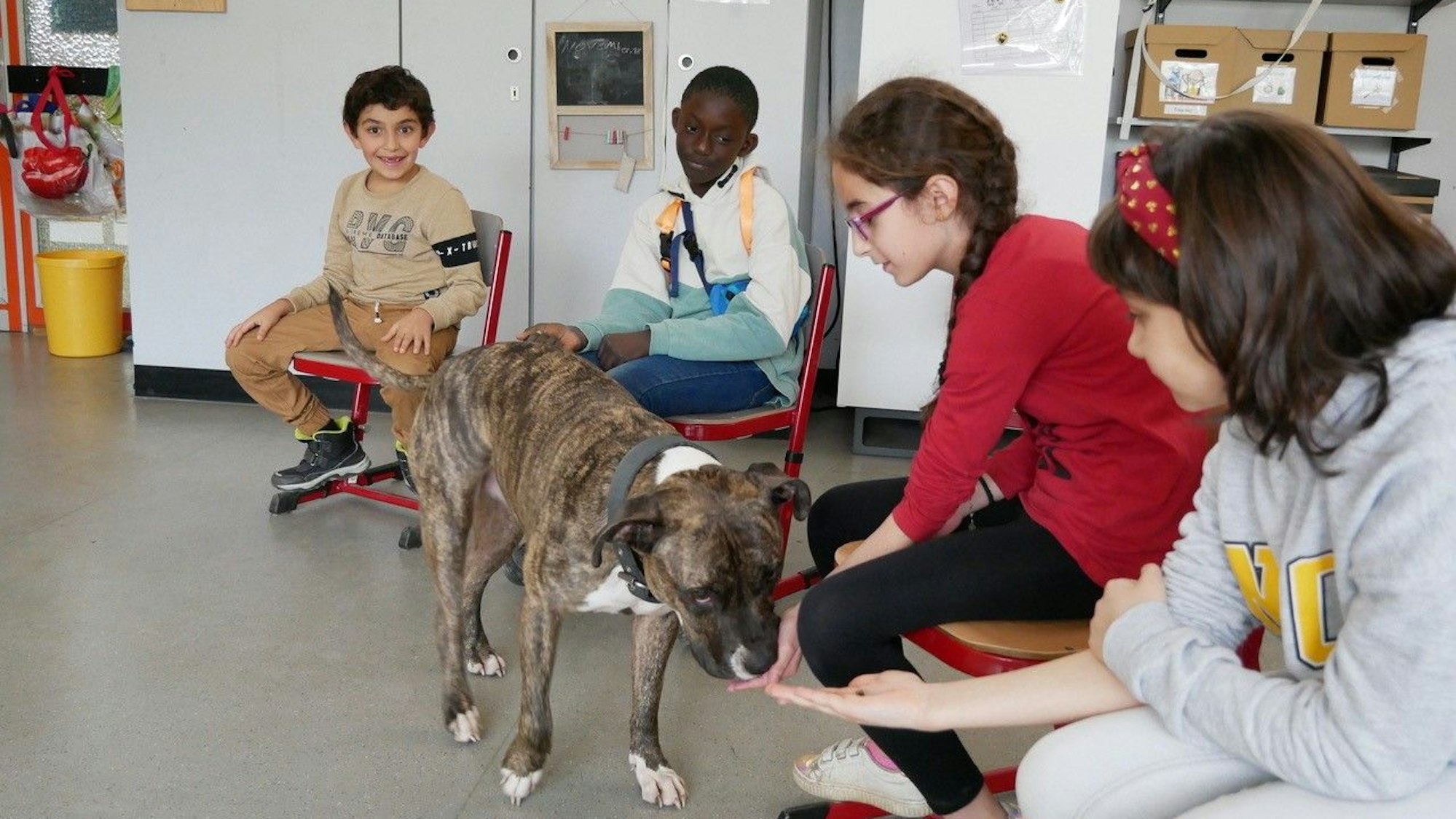 Vier Grundschüler sitzen im Stuhlkreis, der American-Staffordshire-Terrier-Mischling Merlin läuft von Kind zu Kind, um seine Leckerlies zu ekommen.
