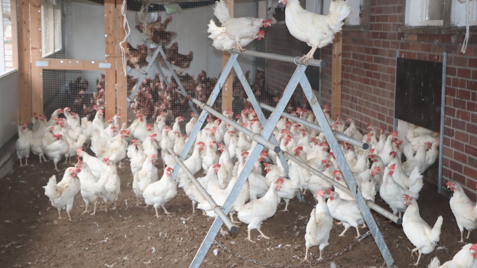 Hühner im Stall