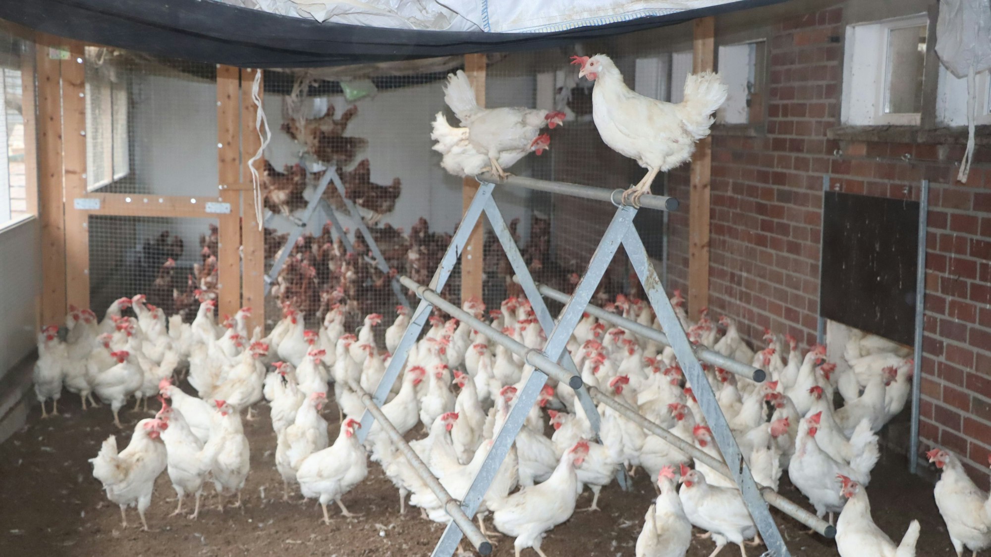 Hühner im Stall