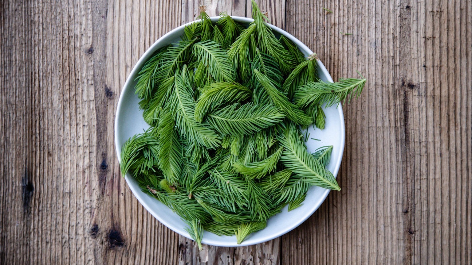 Eine Schüssel mit jungen Trieben eines Nadelbaums.