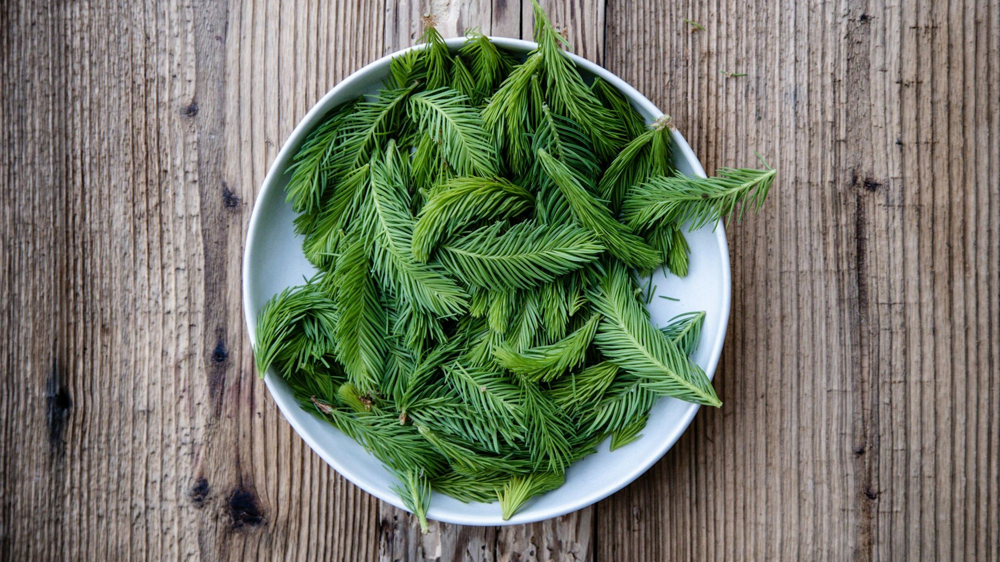 Eine Schüssel mit jungen Trieben eines Nadelbaums.