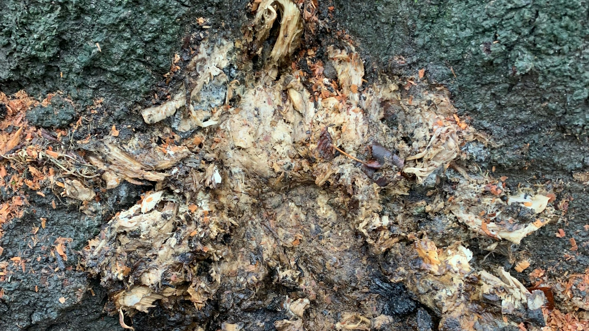 Ein zerfallener Pilz ist am Stamm der Rotbuche zu erkennen. Es ist der aggressive Riesenporling.