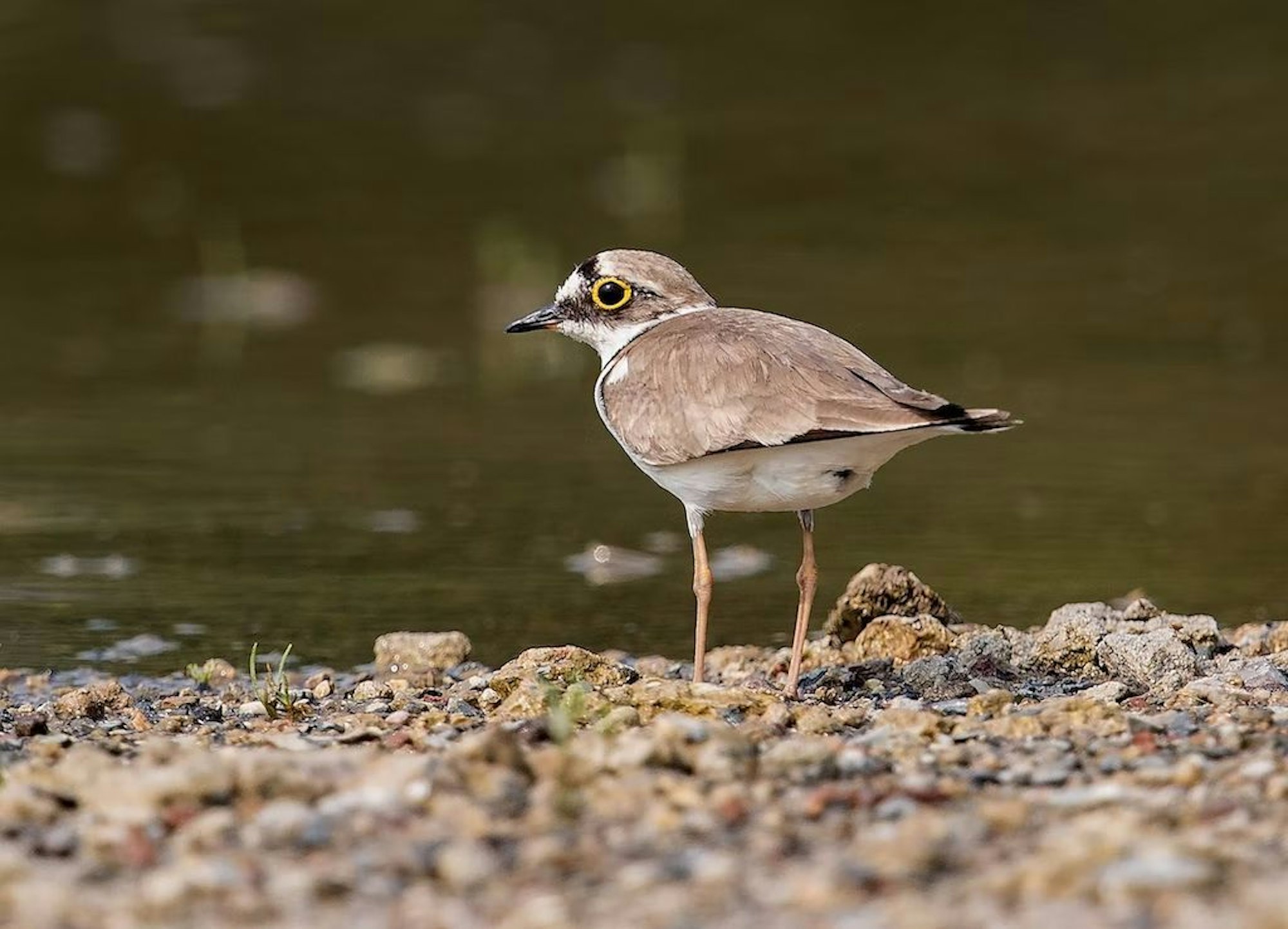 Regenpfeifer steht am Ufer eines Flusses.