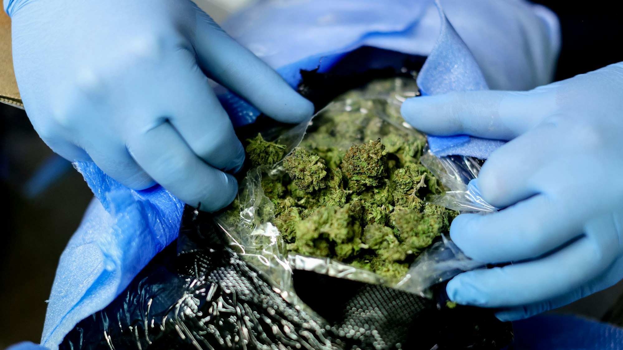 Ein Paar Hände mit blauen Handschuhen öffnen ein Paket mit Marihuana.