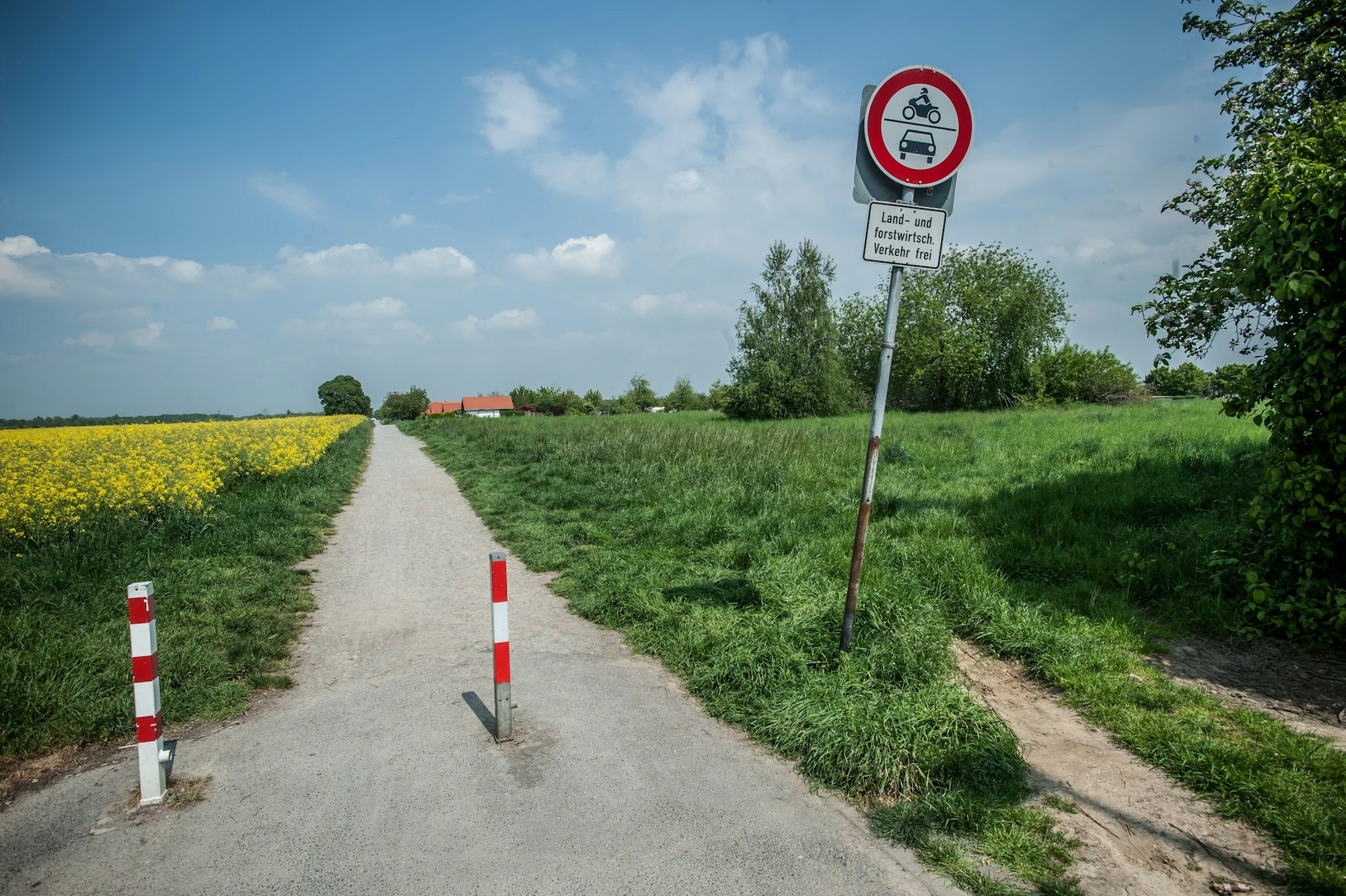 Zu sehen ist ein Feldweg, rechts davon befindet sich eine große, grüne Wiese mit vereinzelten Bäumen. Links des Feldes wächst Raps.