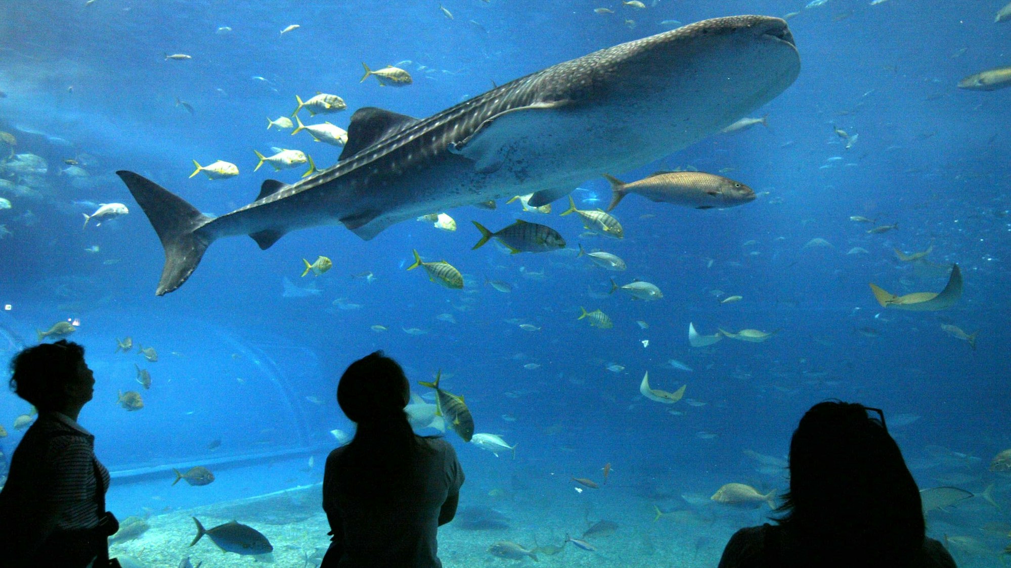 Touristen beobachten einen Walhai in einem Aquarium. Rundherum schwimmen andere Fische.
