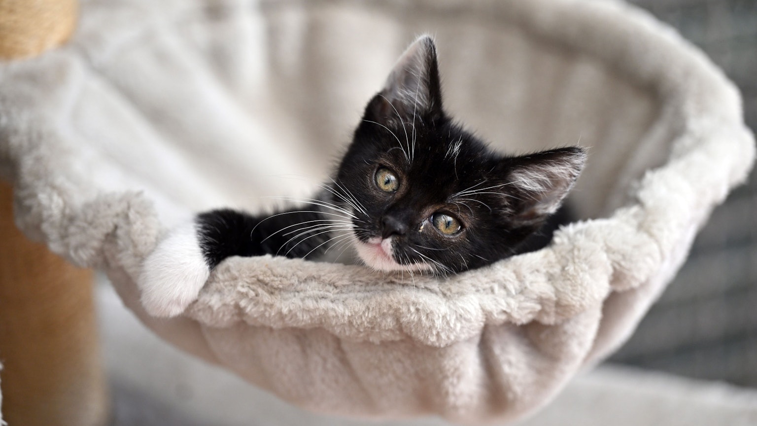Eine junge Katze mit schwarz-weißem Fell und gelben Augen schaut in die Kamera. Sie liegt in einem weißen Körbchen, auf dem eine Pfote liegt.