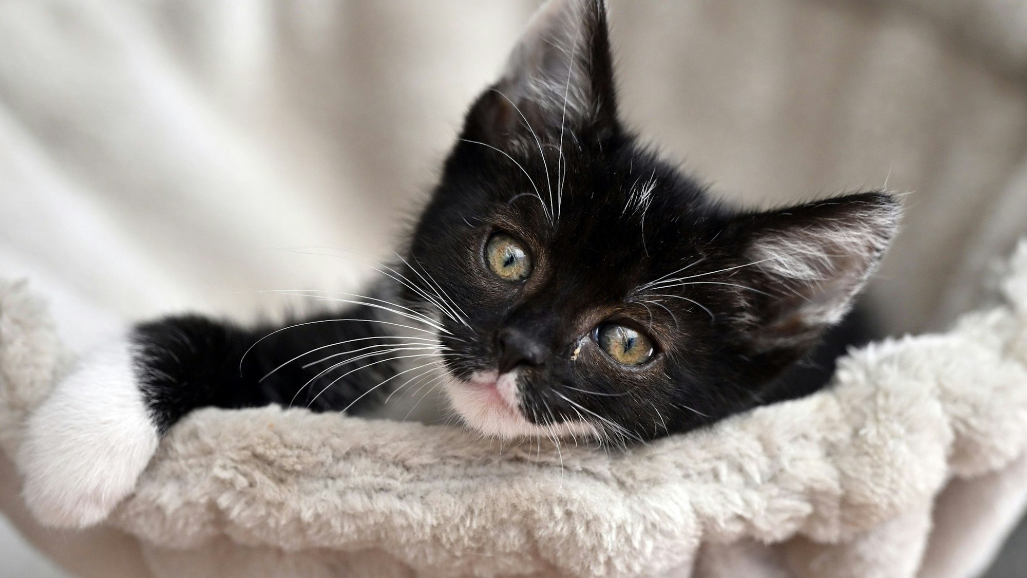 Eine junge Katze mit schwarz-weißem Fell und gelben Augen schaut in die Kamera. Sie liegt in einem weißen Körbchen, auf dem eine Pfote liegt.