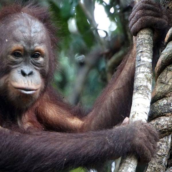Reichshof: Die Firma Ralf Bohle/Schwalbe unterstützt die Borneo Orang-Utan Survival Foundation (BOS). Zu sehen ist der Affe Frank.