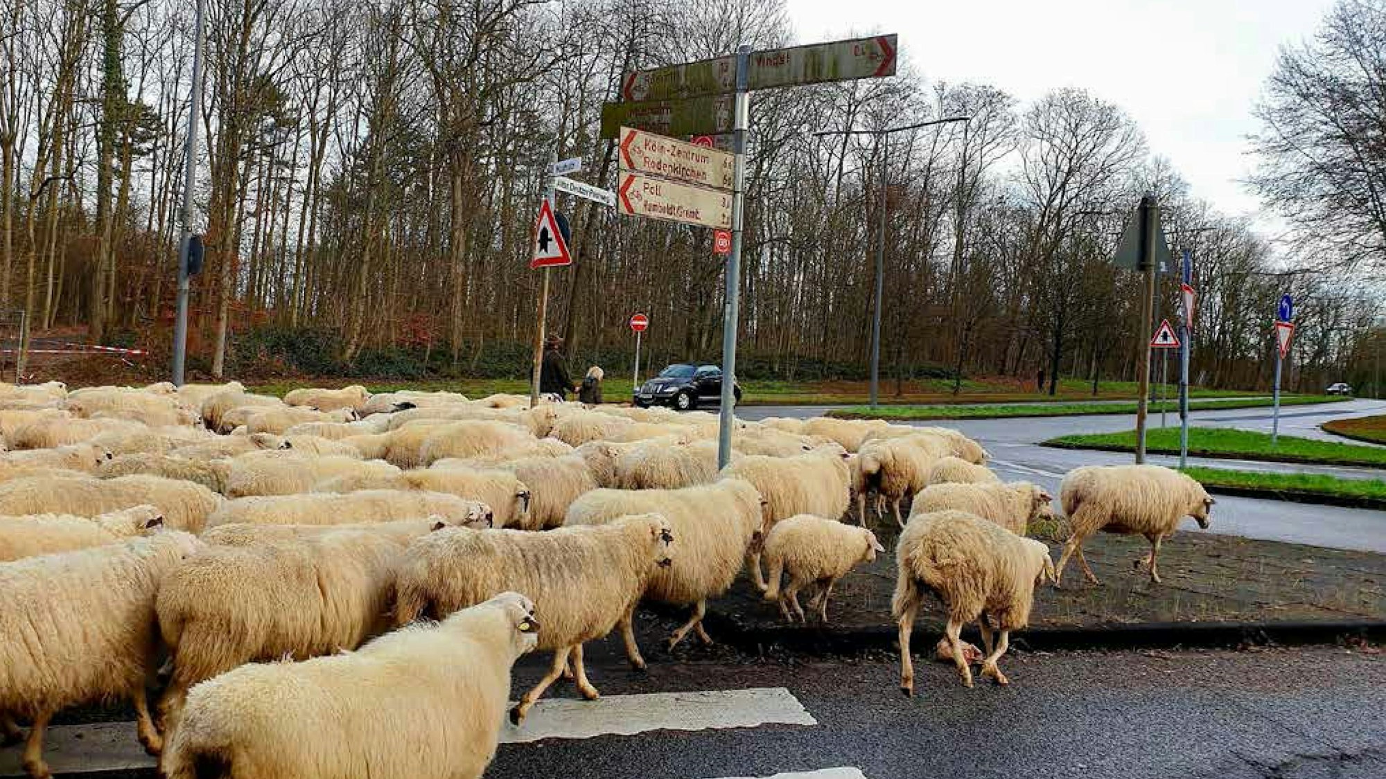 Schafsherde, die eine Straßenkreuzung überquert.