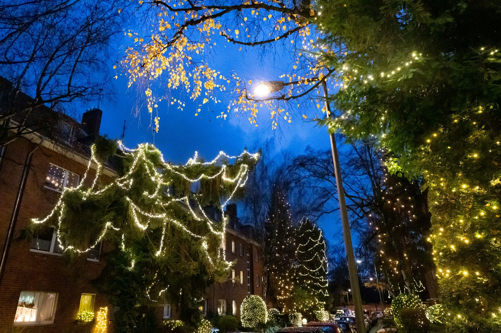 Bäume und Sträucher sind mit zahllosen Lichterketten geschmückt.