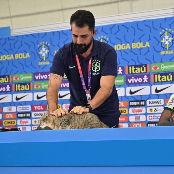 Vinicius Rodrigues, der Sprecher der brasilianischen Fußball-Nationalmannschaft greift eine Katze am Fell.