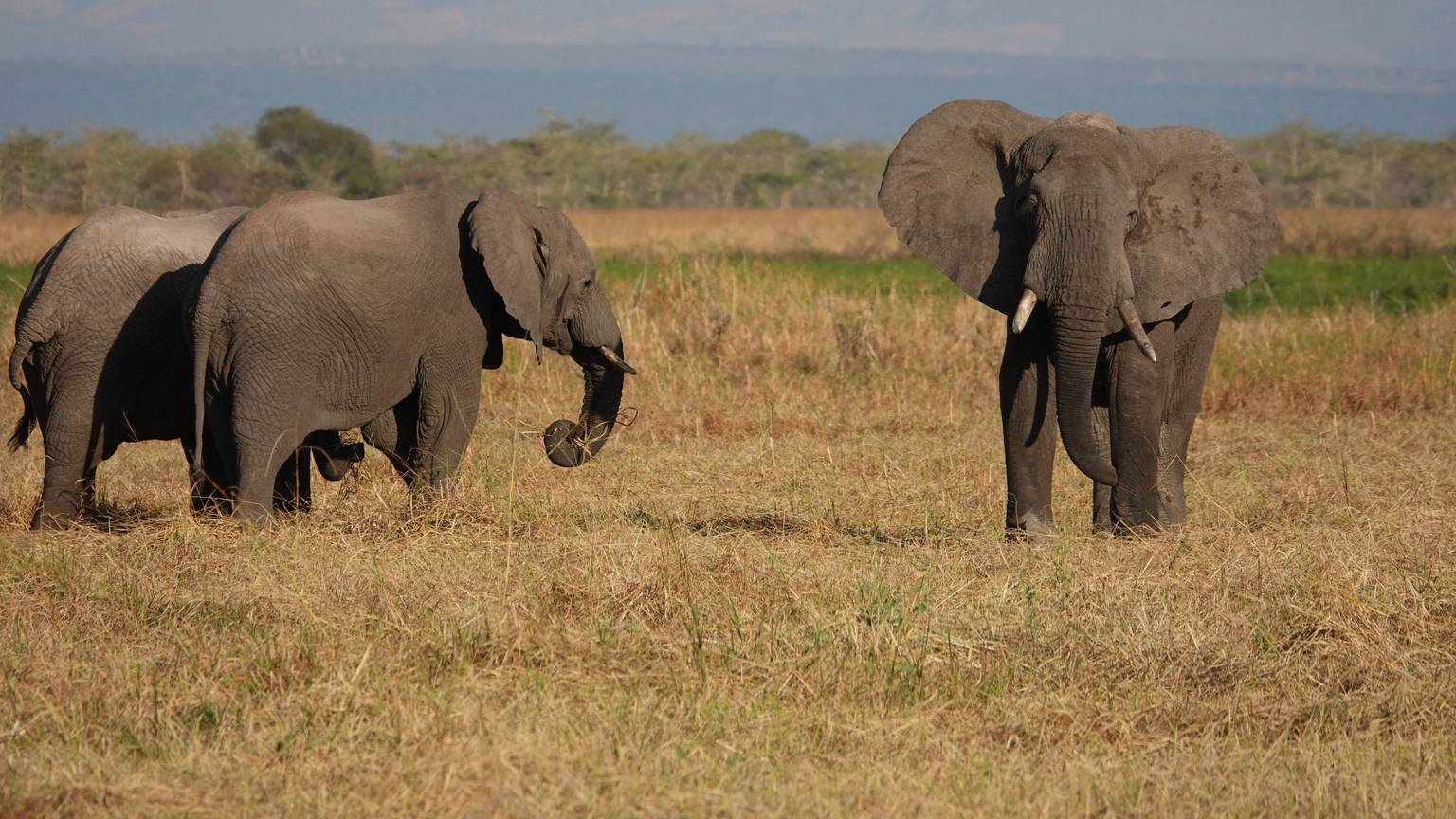 Elefanten stehen im Ruaha-Nationalpark