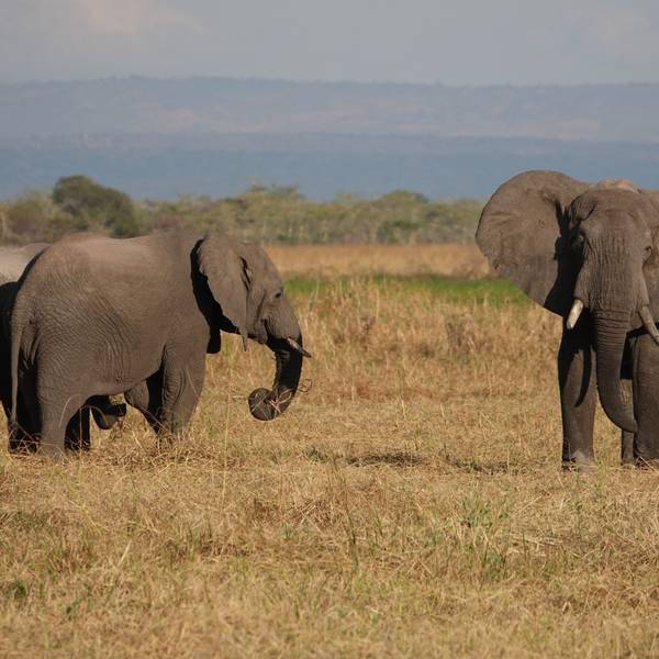 Elefanten stehen im Ruaha-Nationalpark
