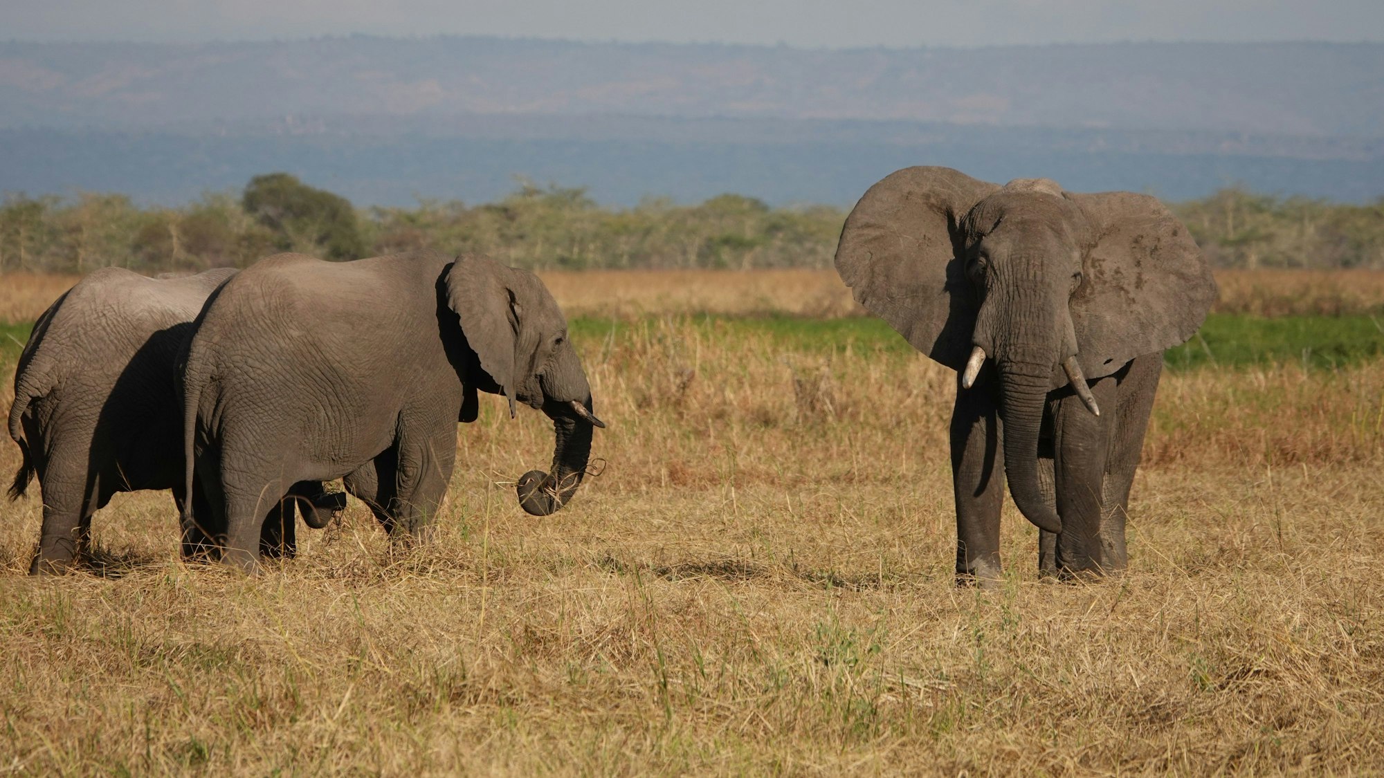 Elefanten stehen im Ruaha-Nationalpark