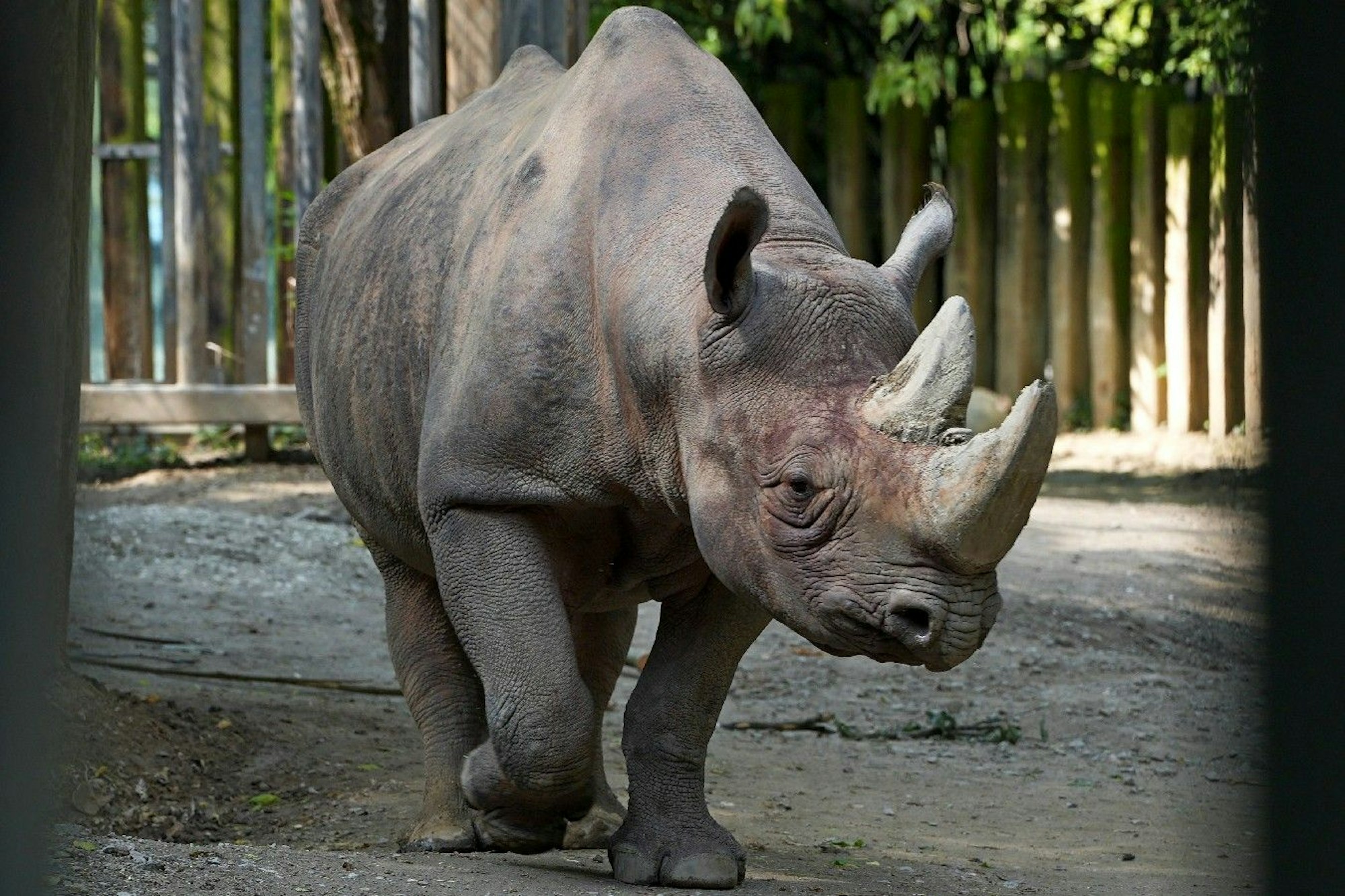 Nashornmann Taco, Kölner Zoo