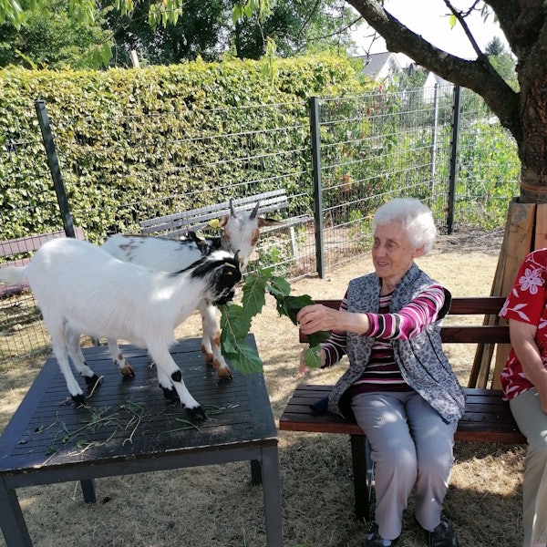Zwei weiße Ziegen werden von einer Bewohnerin des Seniorenzentrums Johannesstift mit Blättern gefüttert.