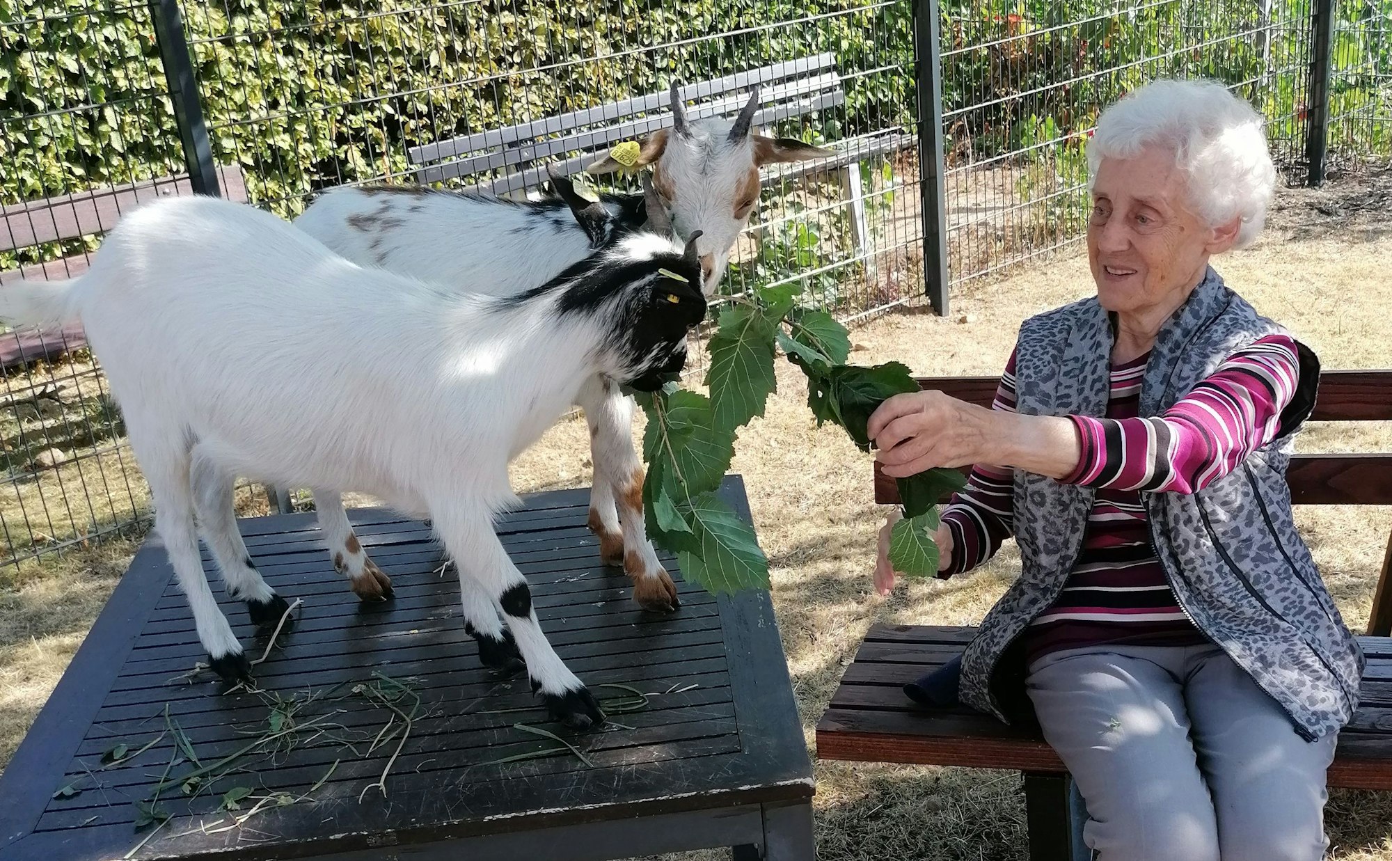 Zwei weiße Ziegen werden von einer Bewohnerin des Seniorenzentrums Johannesstift mit Blättern gefüttert.