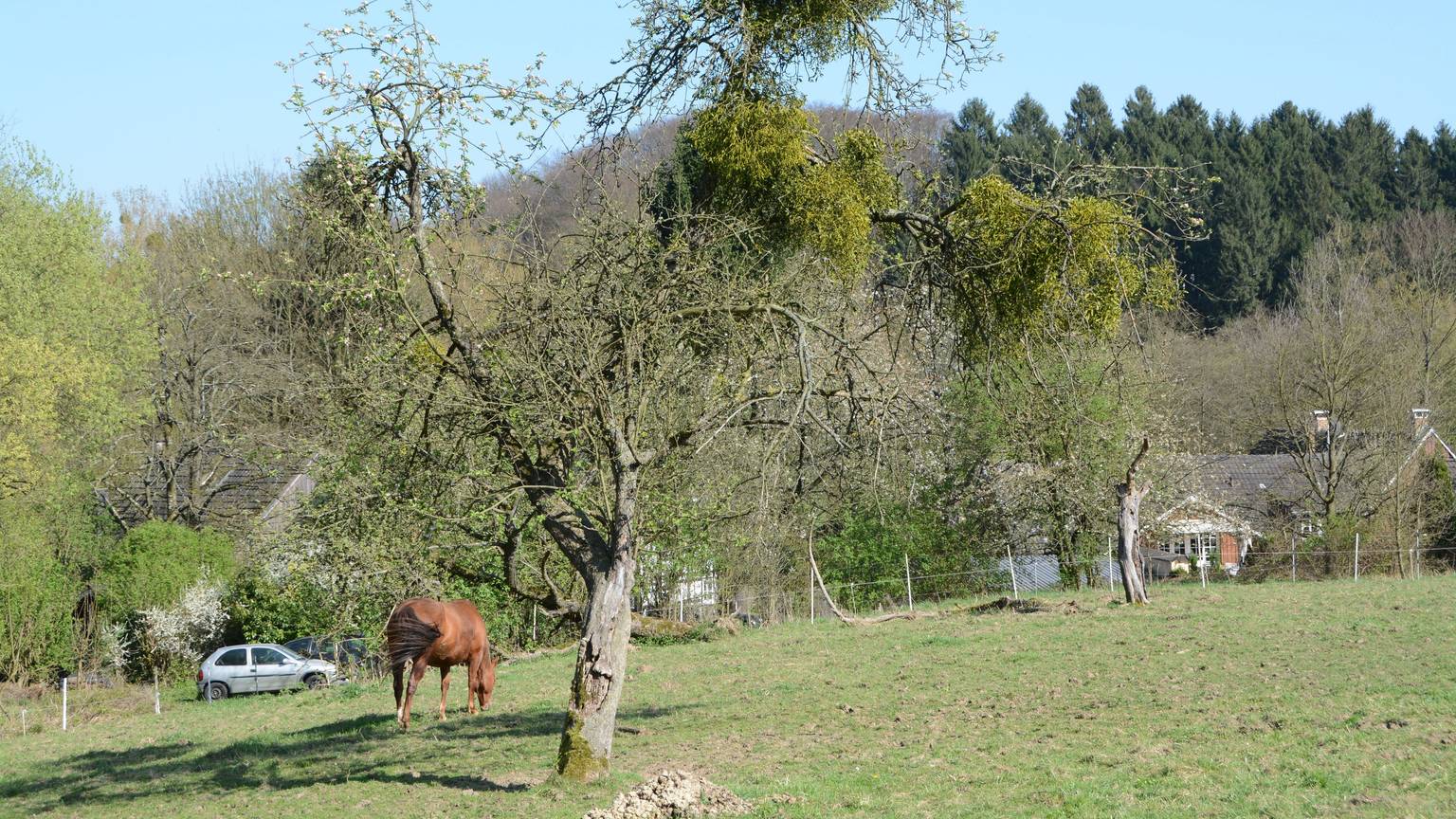 Die Mistel hat sich in einem Obstbaum festgesetzt. Der Obstbaum steht auf einer Pferdewiese. Im Hintergrund grast ein Pferd.
