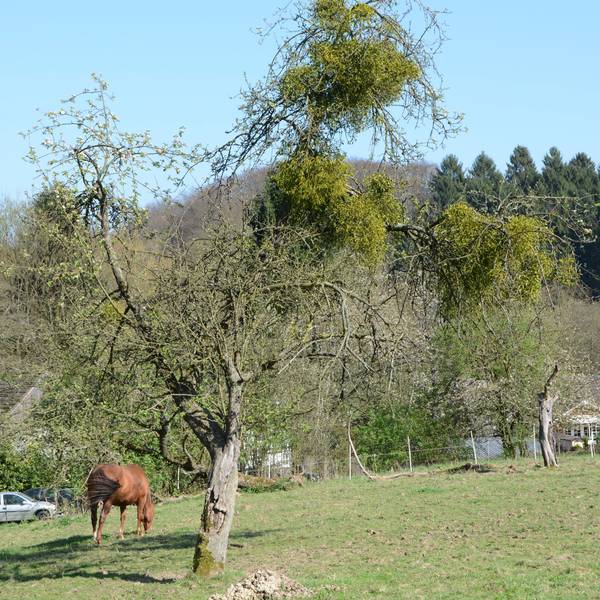 Die Mistel hat sich in einem Obstbaum festgesetzt. Der Obstbaum steht auf einer Pferdewiese. Im Hintergrund grast ein Pferd.