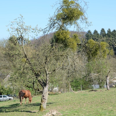 Die Mistel hat sich in einem Obstbaum festgesetzt. Der Obstbaum steht auf einer Pferdewiese. Im Hintergrund grast ein Pferd.
