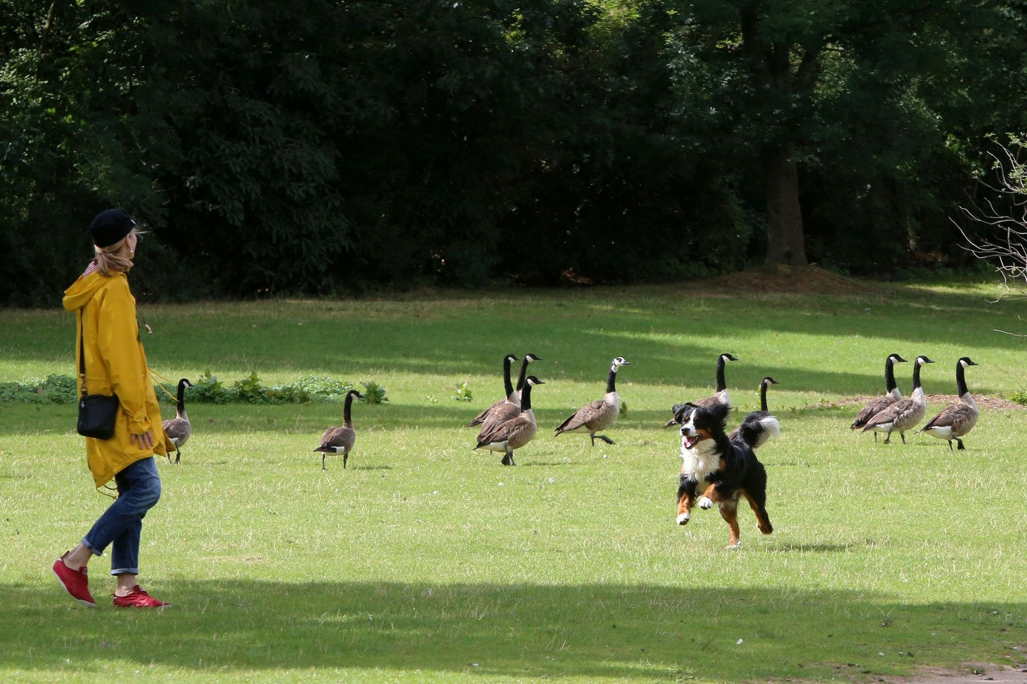 Hündin Fanny rennt zwischen Gänsen.