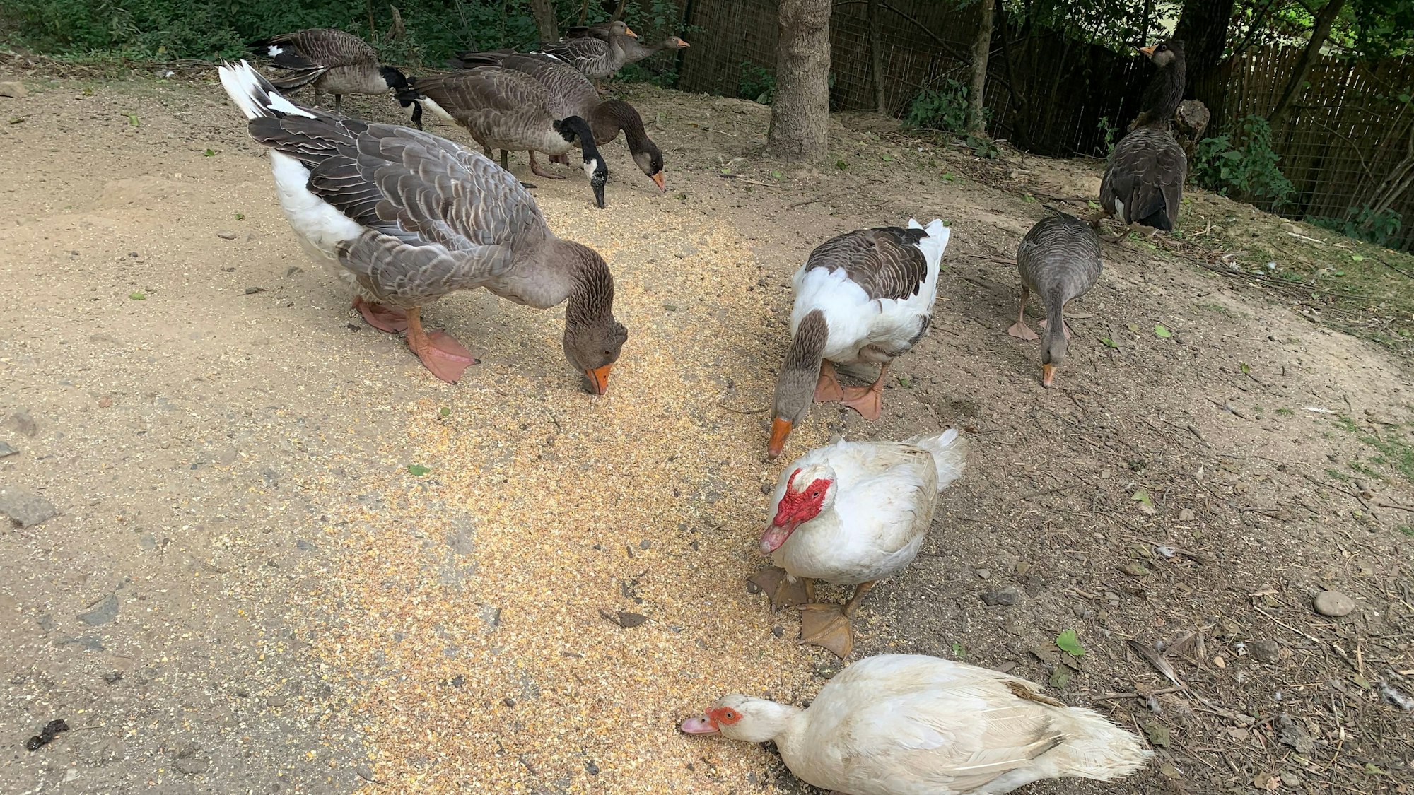 Enten picken Futter auf einem Hof.