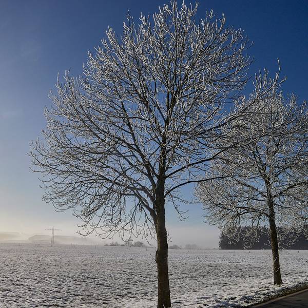Die Sonne scheint an einem wolkenlosen Himmel auf eine dünn mit Schnee bedeckte Wiese, an deren Rand Bäume mit Raureif zu sehen sind.