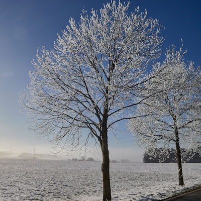 Die Sonne scheint an einem wolkenlosen Himmel auf eine dünn mit Schnee bedeckte Wiese, an deren Rand Bäume mit Raureif zu sehen sind.