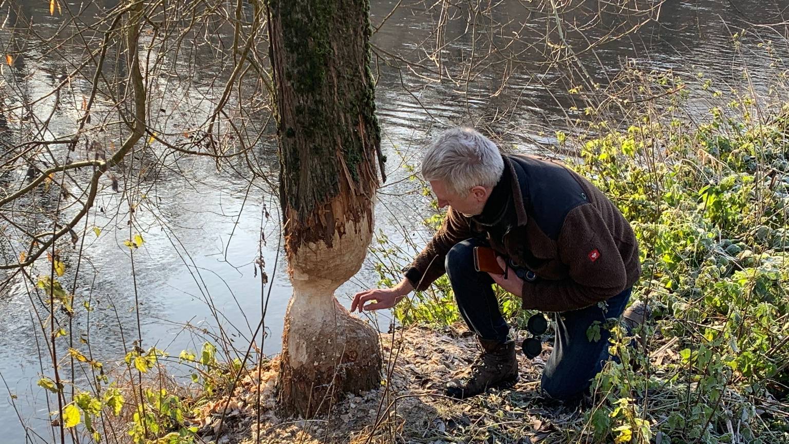 Typische Nagespuren eines Bibers an einem Baum am Siegufer in Eitorf.