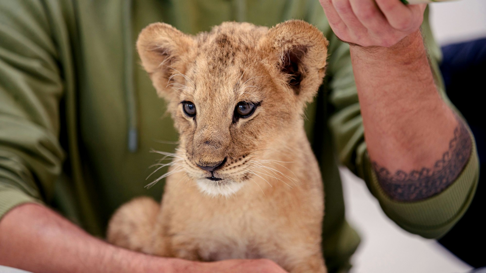 Polen, Poznan:Das vom International Fund for Animal Welfare zur Verfügung gestellte Foto zeigt Dr. Andrew Kushnir bei der Fütterung von Taras, einem Löwenjungen im Zoo von Poznan in Polen.