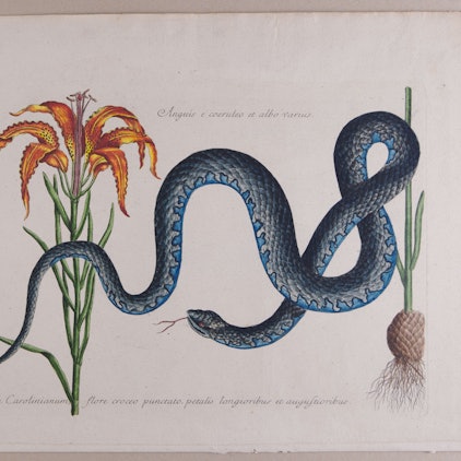 Ein Ornamentstich von Mark Catesby zeigt eine blaue Schlange neben einer Blume mit orangenfarbenen Blüten.