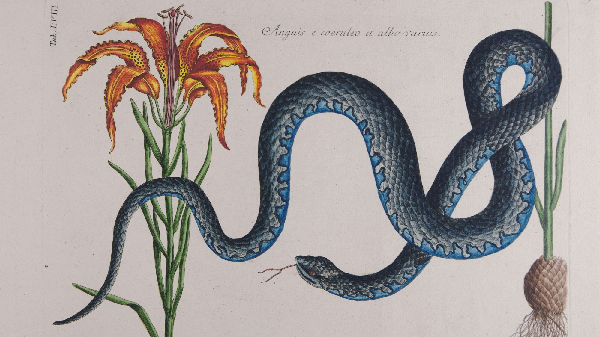 Ein Ornamentstich von Mark Catesby zeigt eine blaue Schlange neben einer Blume mit orangenfarbenen Blüten.