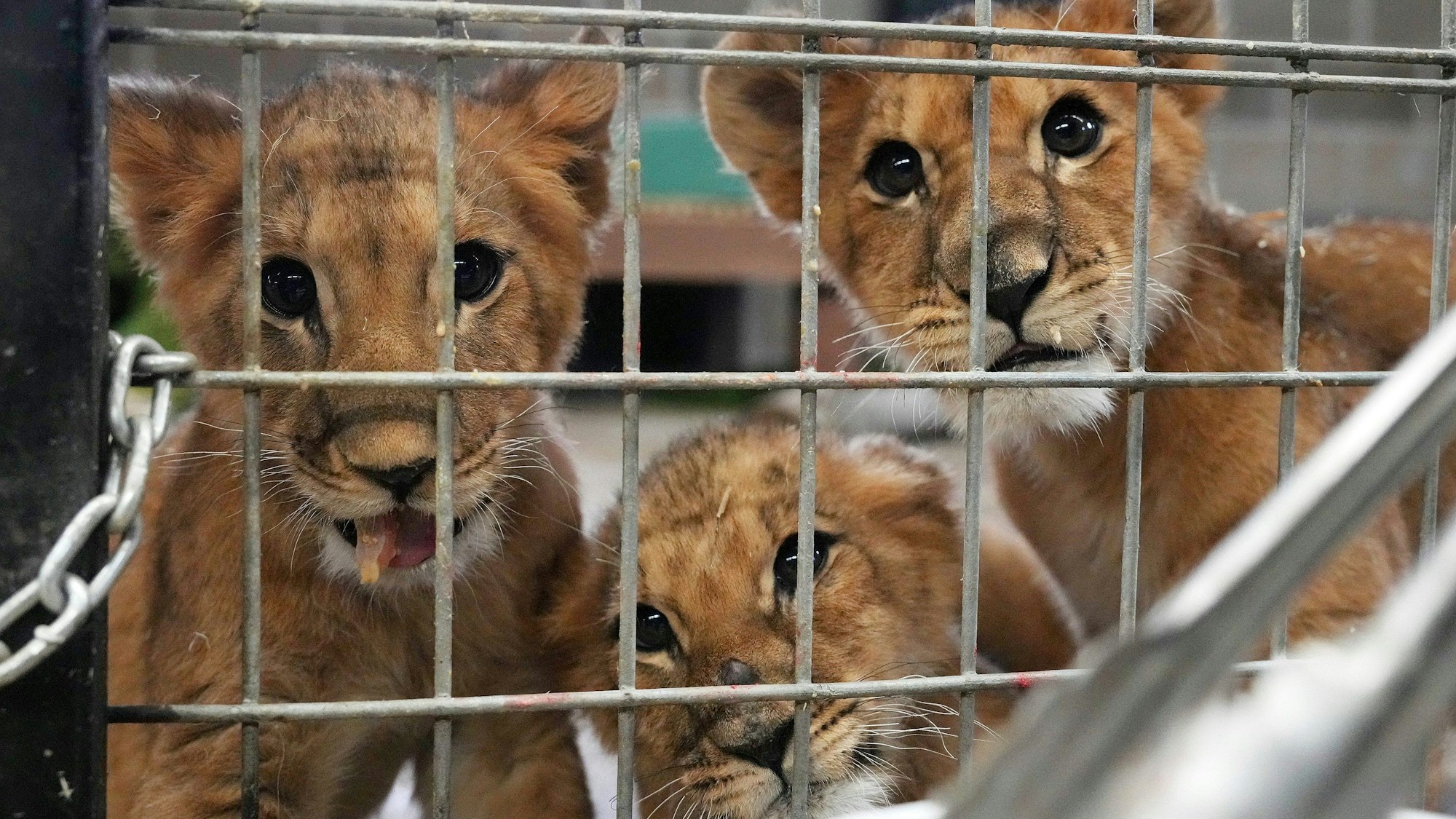 Löwenbabys, die vom International Fund for Animal Welfare vor dem Krieg in der Ukraine gerettet wurden, blicken durch das Gitter eines Geheges im Wildcat Sanctuary in Sandstone, Minnota. Die verwaisten Jungtiere waren für den Tierhandel bestimmt und verbrachten die letzten drei Wochen im polnischen Zoo von Poznan, bevor sie nach Minnesota flogen.