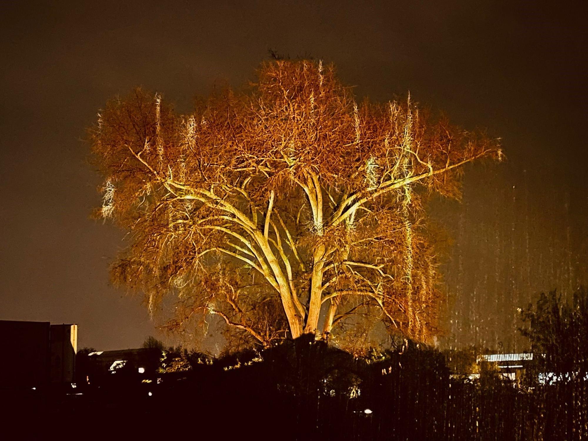Ein gold beleuchteter Baum beim Südlichter Festival in Köln Poll.