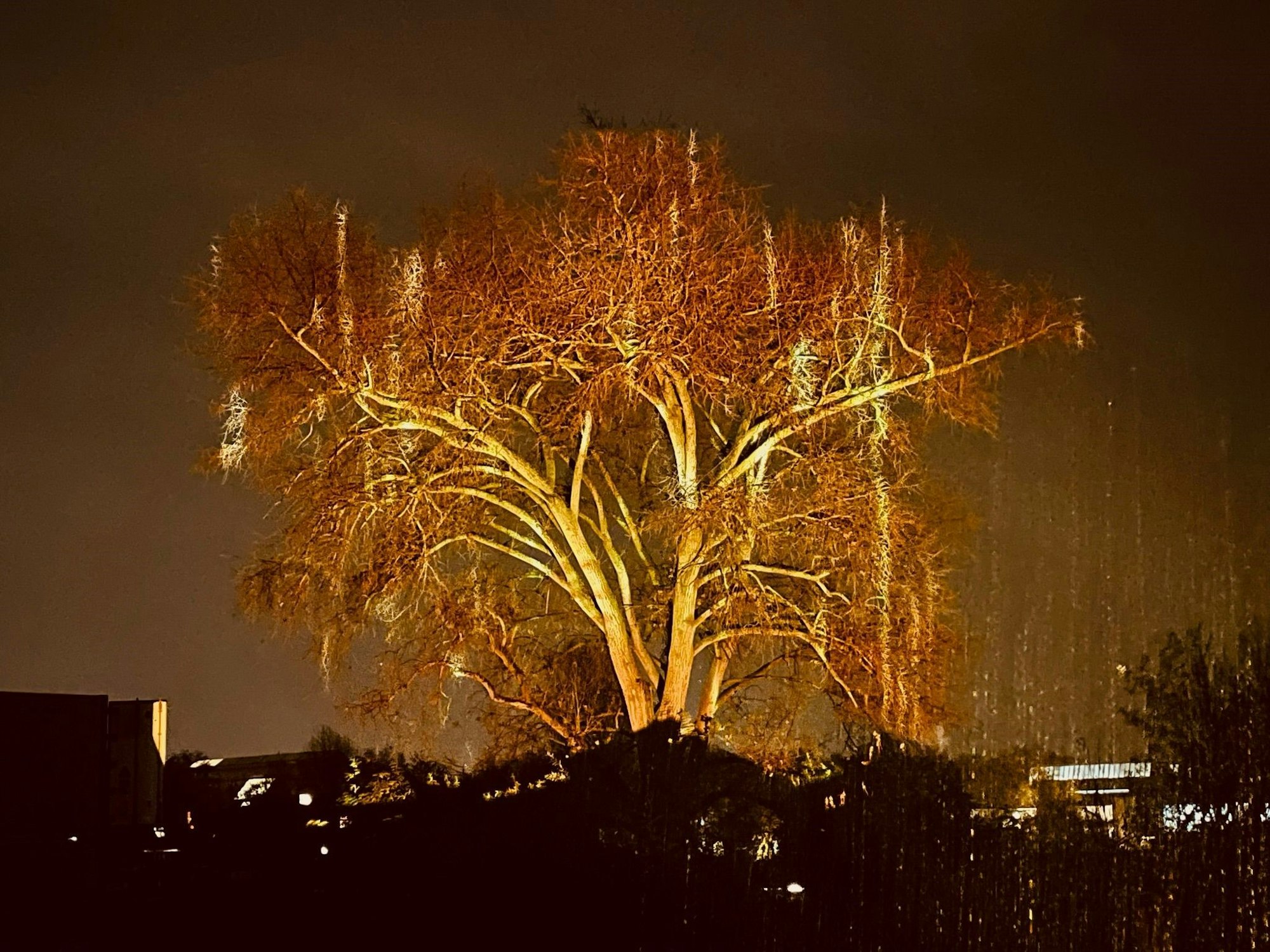 Ein gold beleuchteter Baum beim Südlichter Festival in Köln Poll.