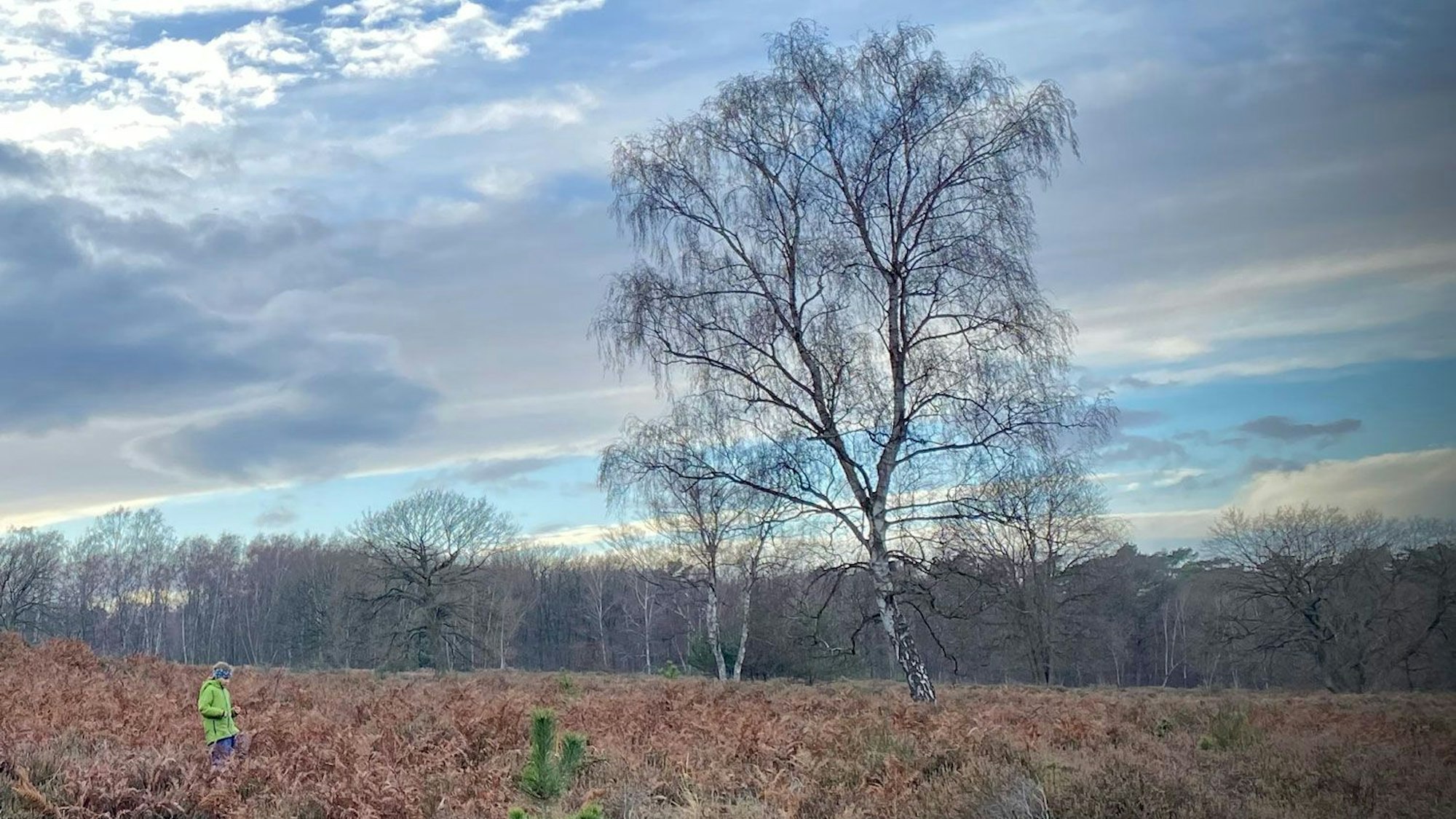 Heidelandschaft mit großer Birke im Winter