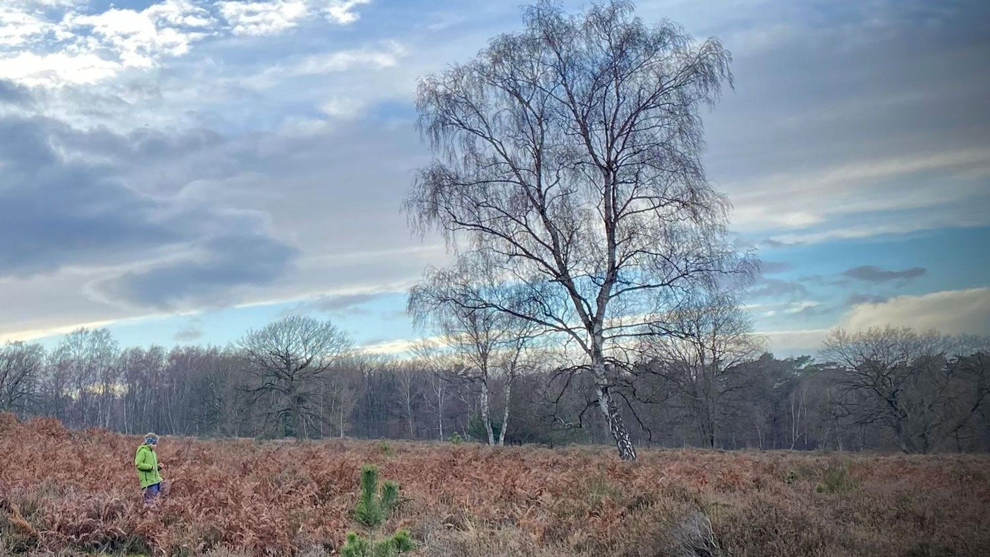 Die Wahner Heide im Winter 2020