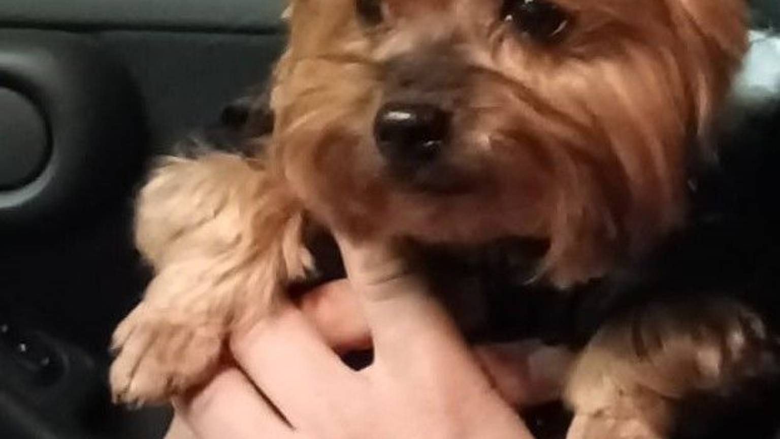 Polizei stellt Bild am 14.12.2022 zur Verfügung: Hund gestohlen und wieder gefunden