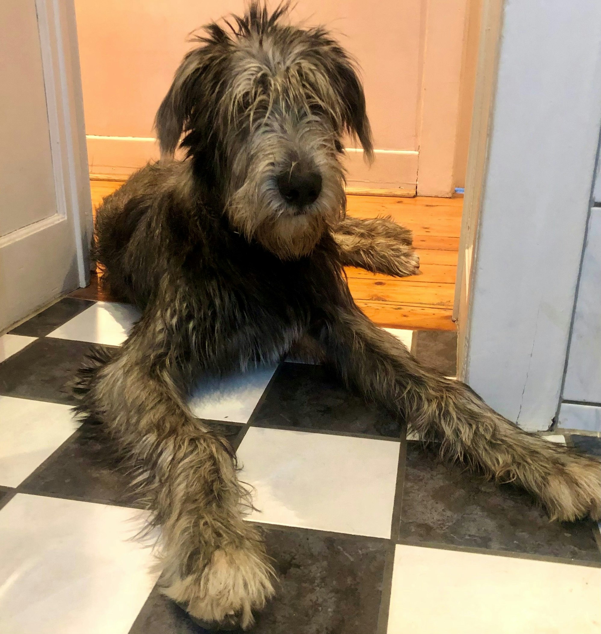 Liegender Irischer Wolfshund