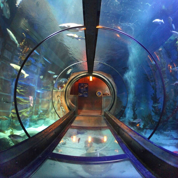 Das Ozenbecken im Aquarium Sea Life fasst 500.000 Liter.