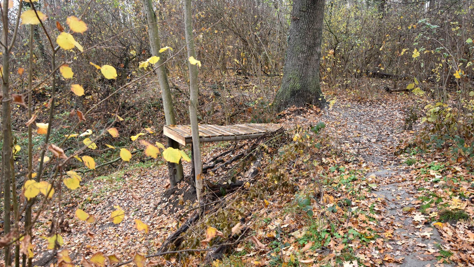 Die Stadt Elsdorf wird die widerrechtlich errichteten Mountainbiker-Anlagen jetzt entfernen. Wald mit Mountainbike-Rampe.