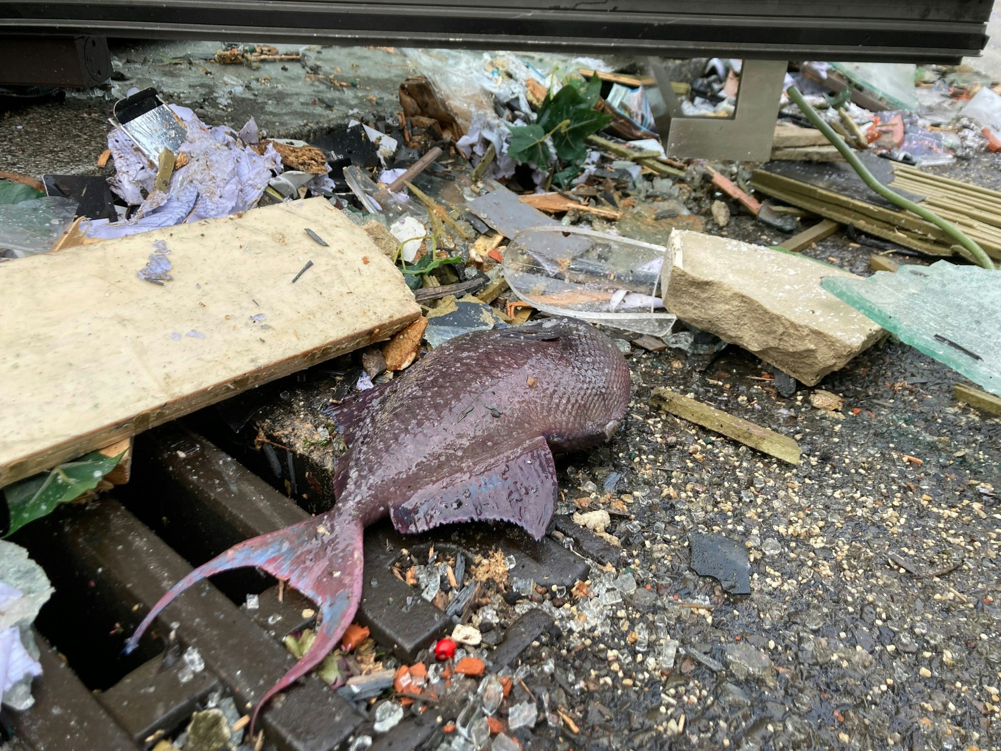 Ein toter Fisch liegt neben einem Gulli vor dem Hotel Radisson Blue.