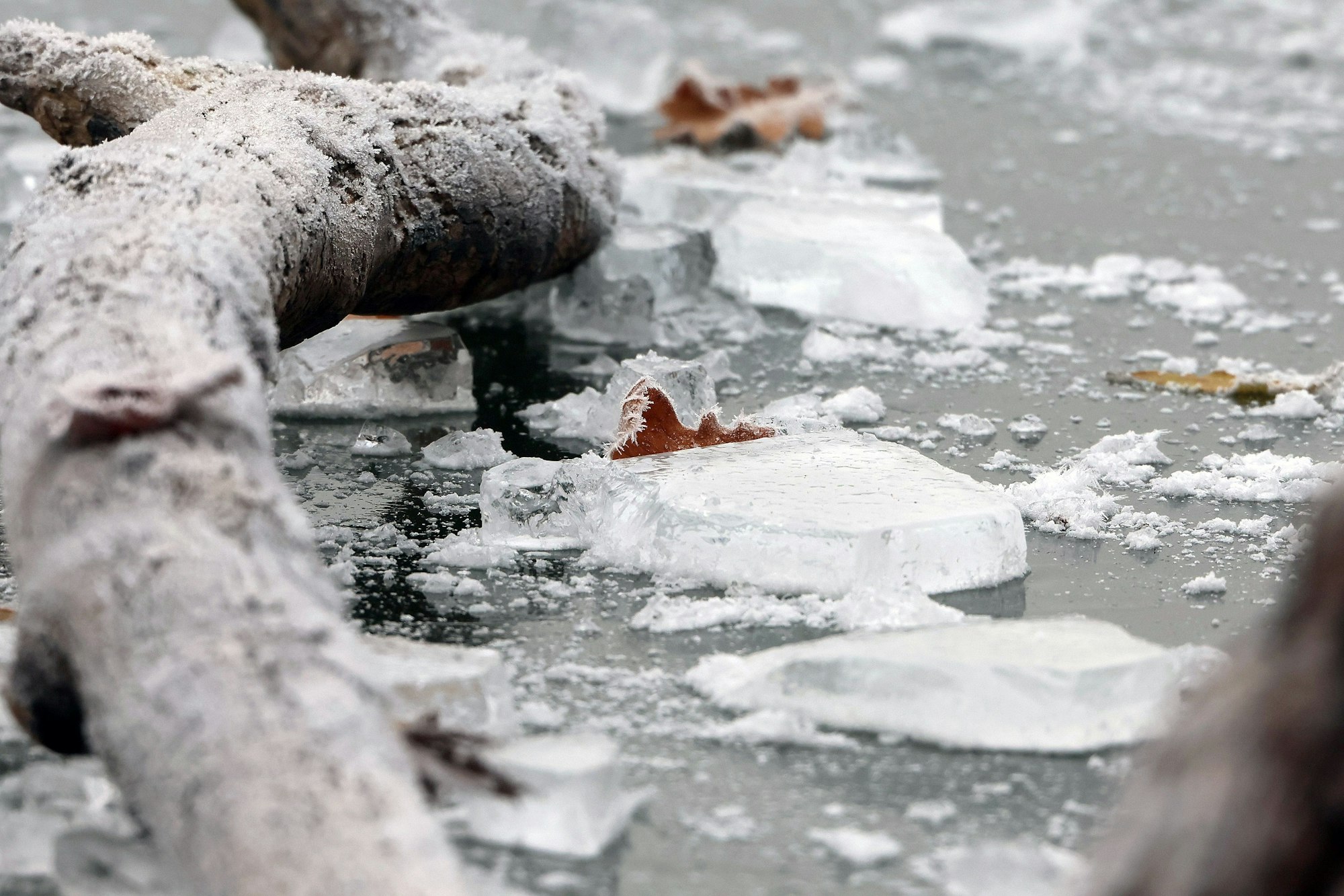 Eisschollen auf dem Decksteiner Weiher in Köln.