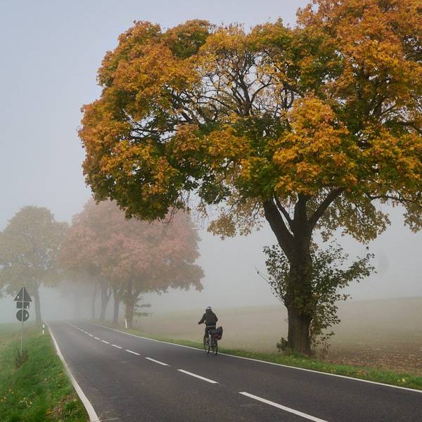 Eine Fahrradfahrerin fährt auf einer Straße unter herbstlich gefärbten Bäumen. Im Hintergrund geht die Landschaft in Nebel über.