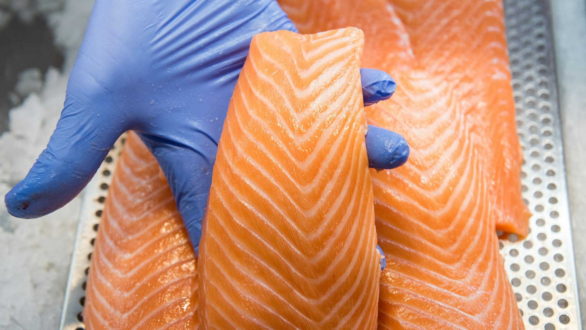 Eine behandschuhte Hand hält ein Lachsfilet hoch.