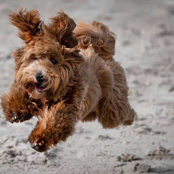 Ein brauner, zotteliger Hund springt im Sand.