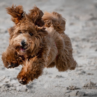 Ein brauner, zotteliger Hund springt im Sand.